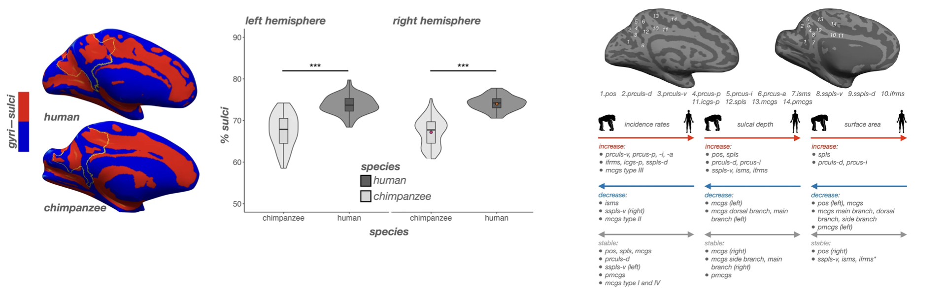 Willbrand, Maboudian et al., JNeurosci 2024 Figure 1